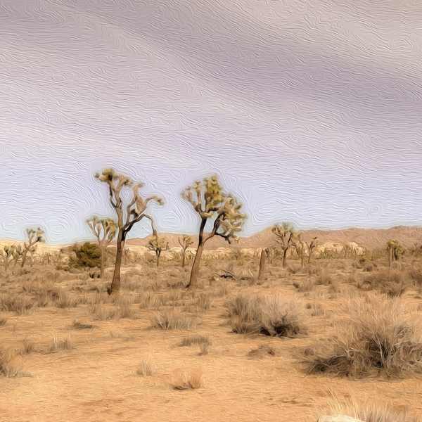 Fine-art print, Joshua Tree
